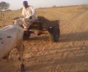 Photo 3: Un moyen de transport des paysans.