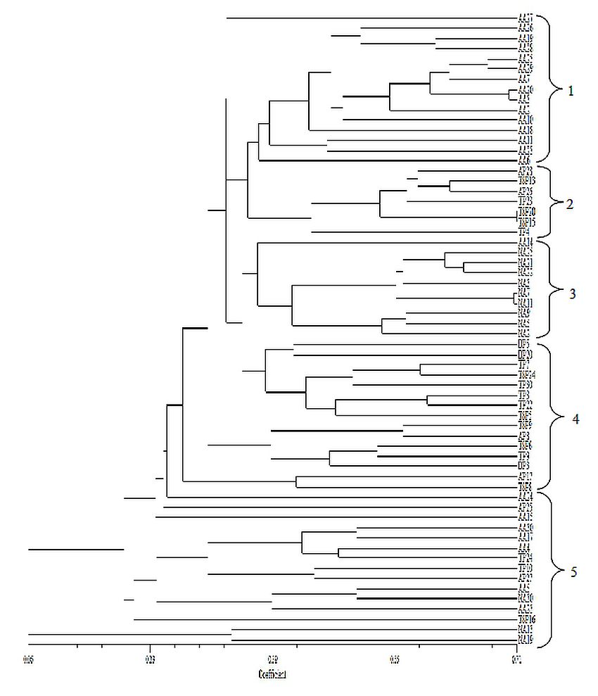 Figure 2: Dendogram of 62 high yielding accessions of Labisia pumila varieties. The designations refer to accessions listed in Table 2.