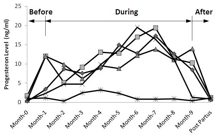 Figure 1: Progesterone levels in Bali cattle before, during and after pregnancy.