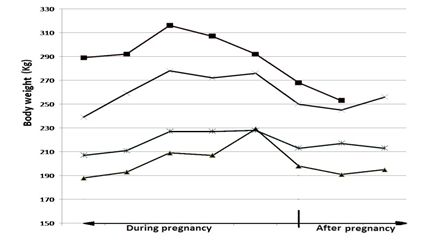 Figure 2: Bodyweight of Bali cow from early pregnancy, during pregnancy and following parturition. 
